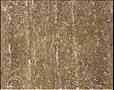 Walnut Vein Cut